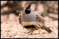 Gambel's Quail