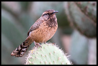 Cactus Wren
