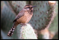 Cactus Wren