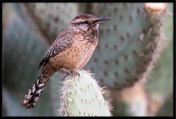 Cactus Wren
