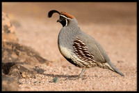 Gambel's Quail