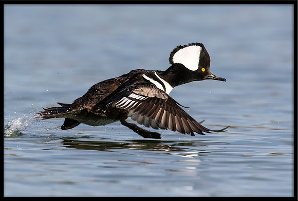 Hooded Merganser