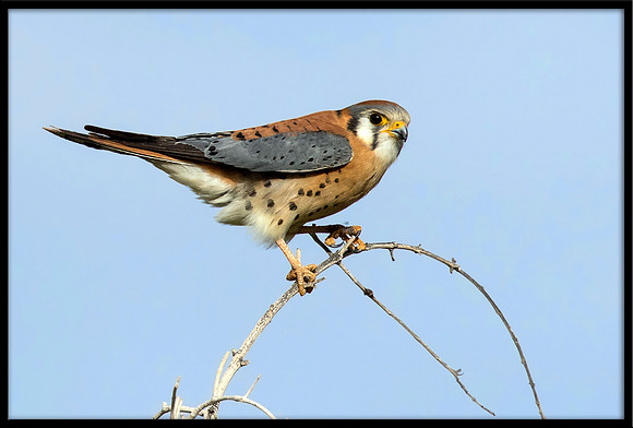 American Kestrel