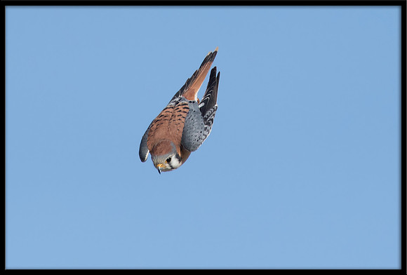 American Kestrel