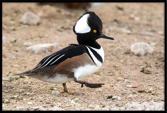 Hooded Merganser