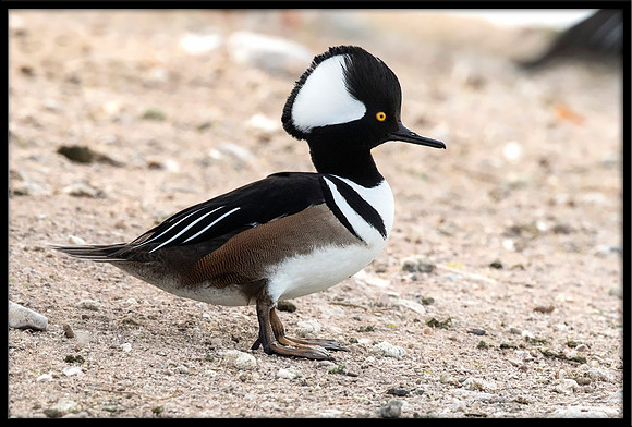 Hooded Merganser