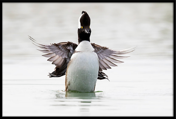Hooded Merganser