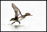 Hooded Merganser