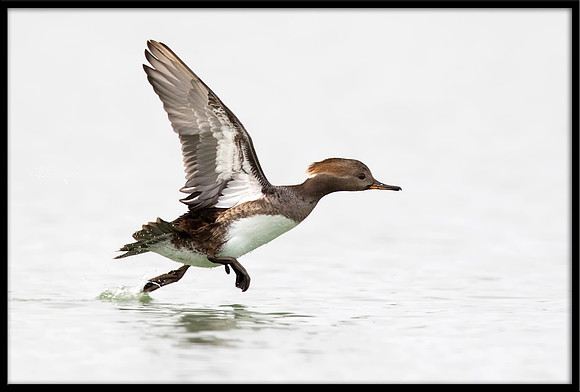 Hooded Merganser