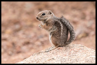 Harris's Antelope Squirrel