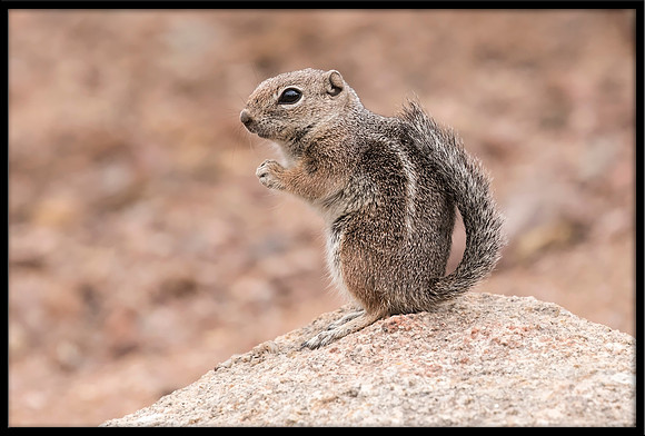 Harris's Antelope Squirrel