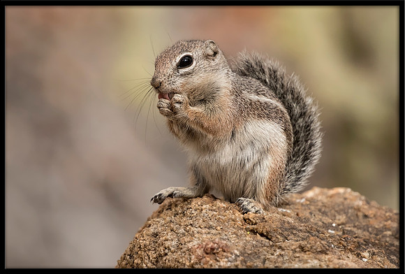 Harris's Antelope Squirrel