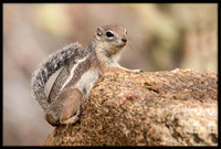 Harris's Antelope Squirrel