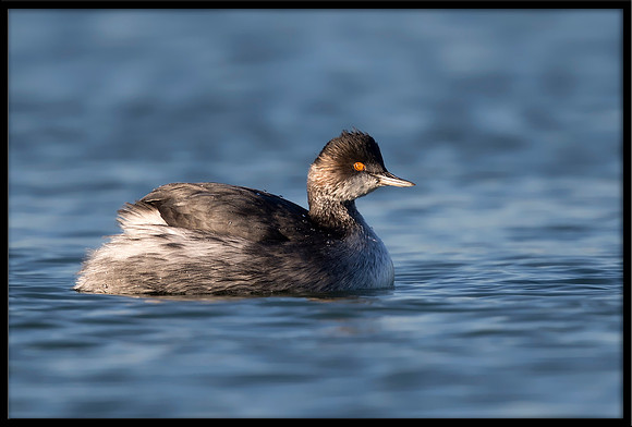 Eared Grebe