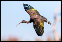 Glossy Ibis
