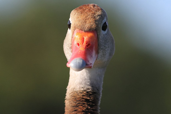 Black-bellied Whistling Duck