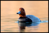 Red-headeds