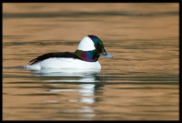 Bufflehead