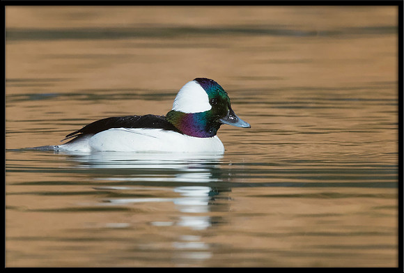 Bufflehead
