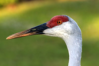Portrait of a Sandhill Crane