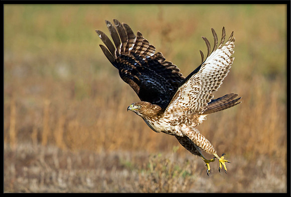Red-tailed Hawk