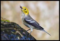 Hermit Warbler