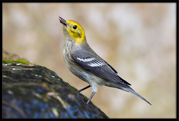 Hermit Warbler