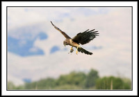 Northern Harrier