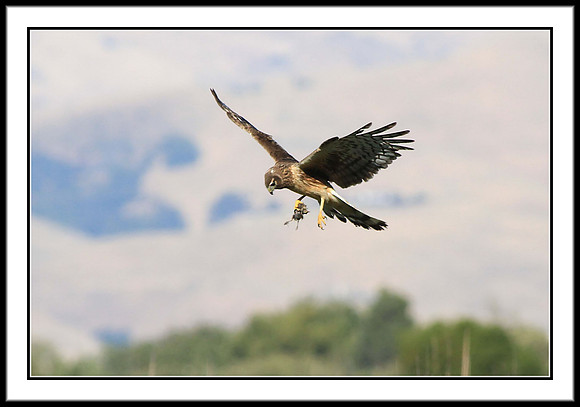 Northern Harrier