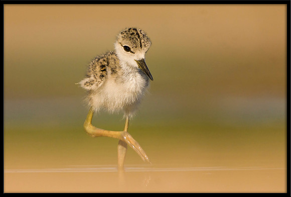 Black-necked Stilt chick