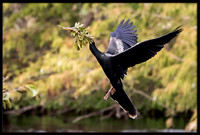 Anhinga with Nesting Material