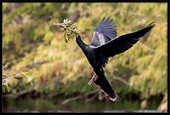 Anhinga with Nesting Material