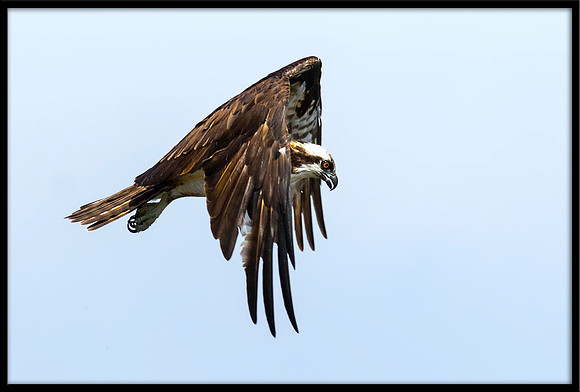 Osprey