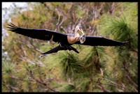 Anhinga with Nesting Material