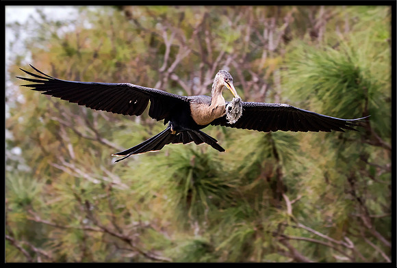 Anhinga with Nesting Material