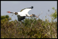 Wood Stork with Nesting Material