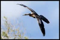 Anhinga