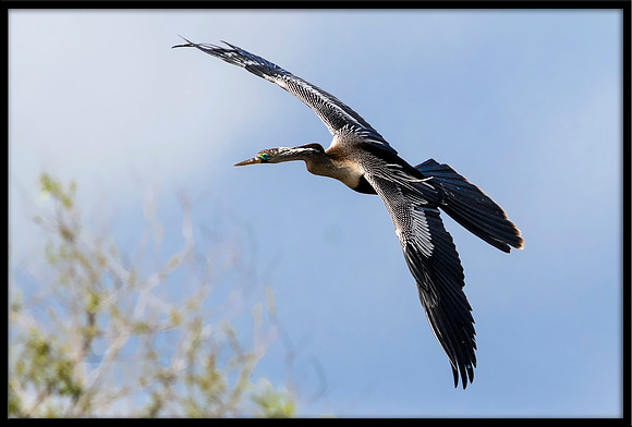 Anhinga