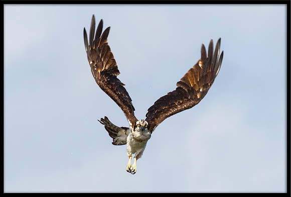 Osprey