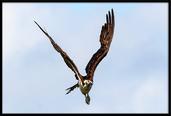Osprey