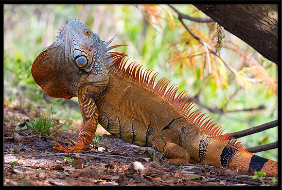 Iguana