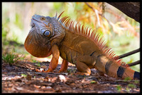 Iguana