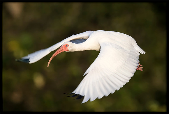 White Ibis