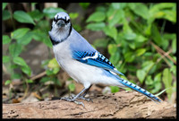 Blue Jay