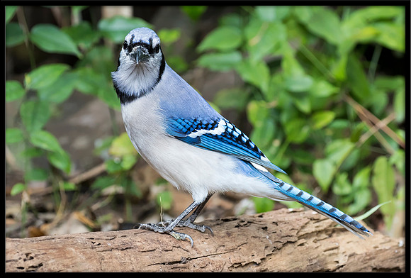 Blue Jay