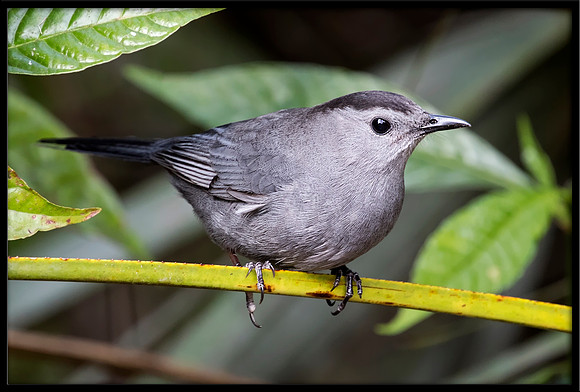 Grey Catbird