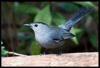 Grey Catbird