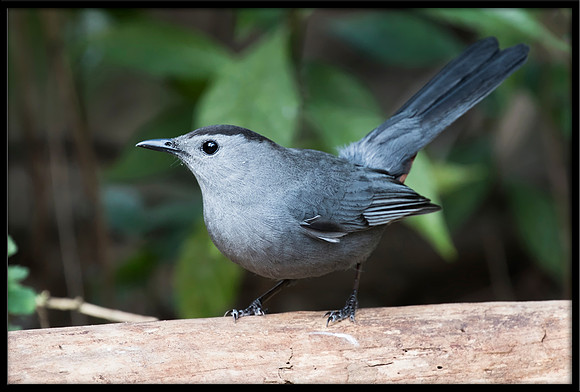 Grey Catbird