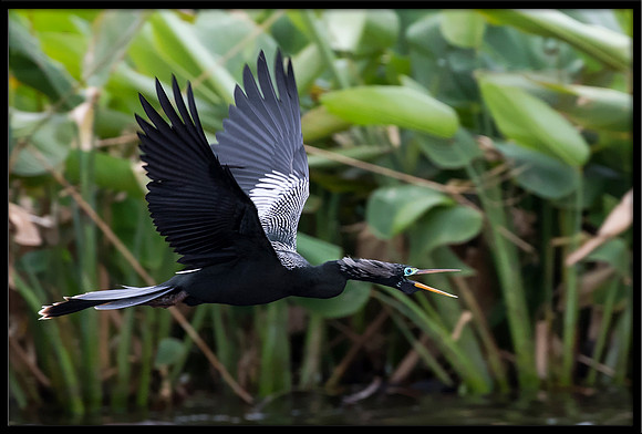 Anhinga