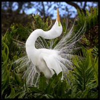 Great Egret Courtship Display